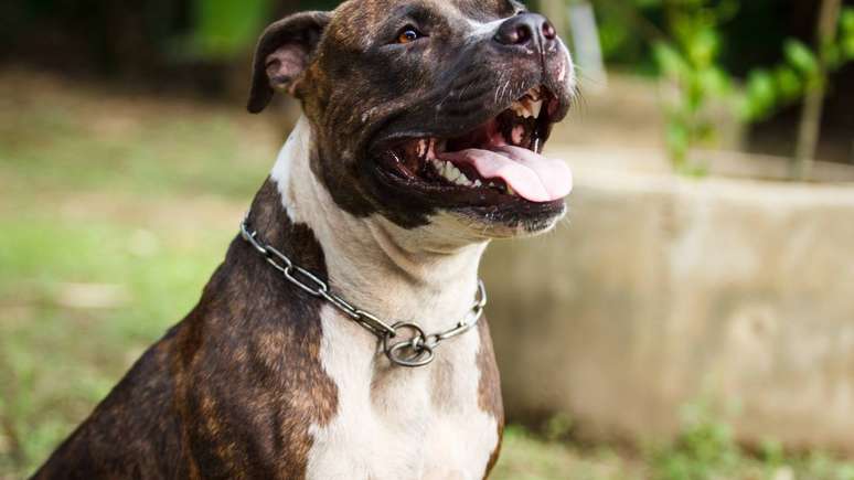 O pitbull, apesar de ser um c&atilde;o com grande resist&ecirc;ncia, focado e com grande determina&ccedil;&atilde;o em situa&ccedil;&otilde;es de confronto, n&atilde;o foi projetado pela natureza para enfrentar animais do porte e da capacidade predat&oacute;ria de uma on&ccedil;a-pintada selvagem &ndash; depositphotos.com / tiverylucky