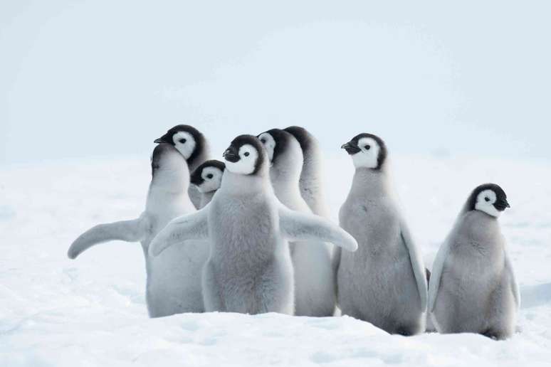filhotes de pinguins na Ant&aacute;rtida