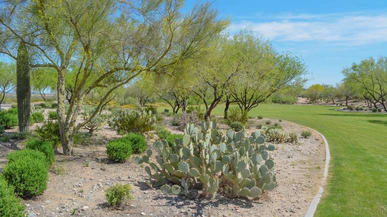 A sobreviv&ecirc;ncia do mesquite em ambientes &aacute;ridos est&aacute; ligada principalmente ao seu sistema radicular &ndash; depositphotos.com / nflane