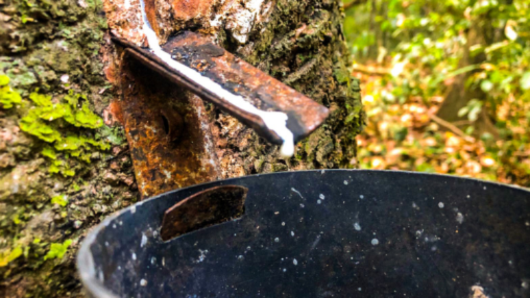 రబ్బరు చెట్టు నుండి తీసిన పాలు రబ్బరు అవుతుంది