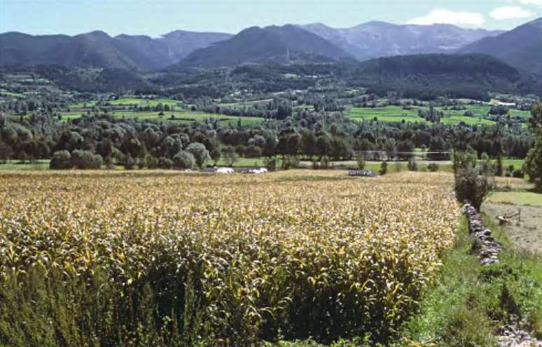 O sorgo &eacute; um cereal pertencente ao g&ecirc;nero Sorghum, cujo cultivo ocorre principalmente em &aacute;reas de clima quente e com menor disponibilidade de &aacute;gua &ndash; Miquel Pujol Palol/Wikimedia Commons