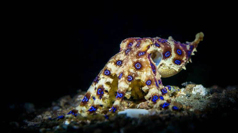 Considerando a toxicidade do veneno e as consequ&ecirc;ncias para seres humanos, o polvo-de-an&eacute;is-azuis &eacute; frequentemente classificado como o polvo mais venenoso do mundo &ndash; depositphotos.com / Saschj