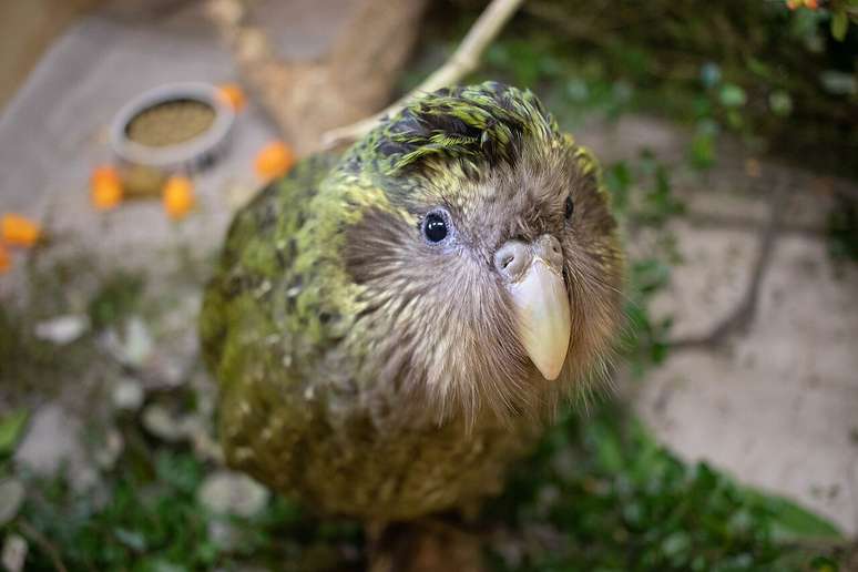 Para tentar reverter a trajet&oacute;ria de decl&iacute;nio, o Departamento de Conserva&ccedil;&atilde;o da Nova Zel&acirc;ndia coordena um programa espec&iacute;fico dedicado ao kakapo &ndash; Kimberley Collins/Wikimedia Commons