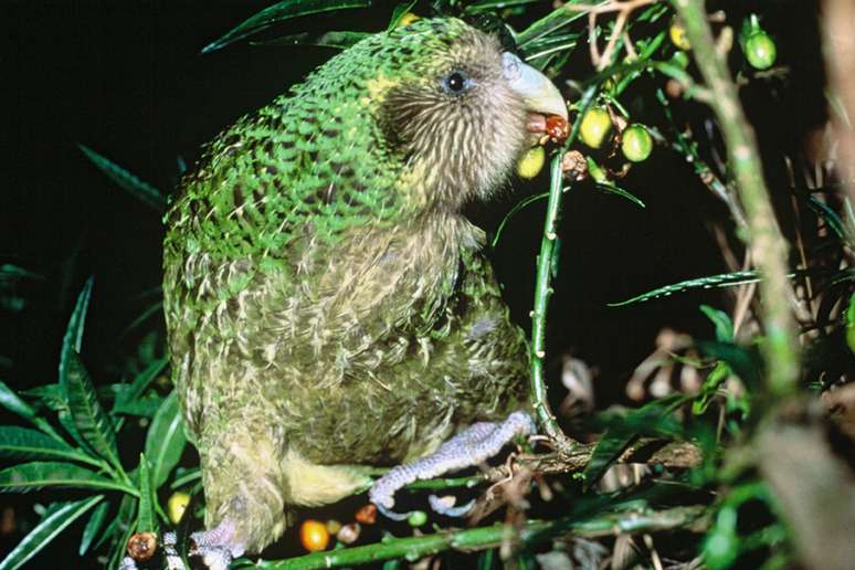 Em vez de voar, o kakapo desloca-se caminhando ou escalando troncos com aux&iacute;lio de garras fortes, comportamento associado ao seu peso elevado para um psitac&iacute;deo &ndash; Departamento de Conserva&ccedil;&atilde;o da Nova Zel&acirc;ndia/Wikimedia Commons