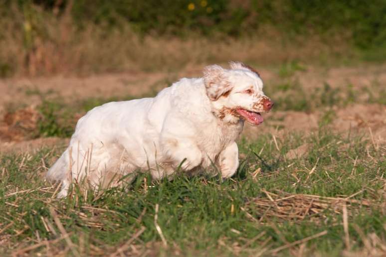 Com dieta balanceada e exerc&iacute;cios regulares, o clumber spaniel se mant&eacute;m saud&aacute;vel e cheio de energia 