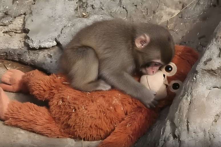 O macaquinho Punch abra&ccedil;a seu orangotango de pel&uacute;cia: situa&ccedil;&atilde;o de abandono e cativeiro apela a um senso universal de justi&ccedil;a que o ambiente digital transforma em um produto de consumo est&eacute;tico seguro. Sana Muhy Ud Din/Shutterstock