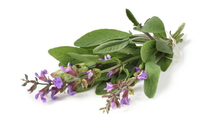 Da cozinha &agrave; fitoterapia, a Salvia officinalis desperta interesse cient&iacute;fico por poss&iacute;veis efeitos na mem&oacute;ria, nos sintomas do climat&eacute;rio e na sa&uacute;de bucal &ndash; depositphotos.com / robynmac