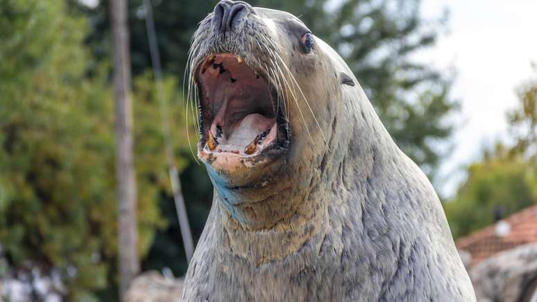 le&atilde;o-marinho_depositphotos.com / gianliguori