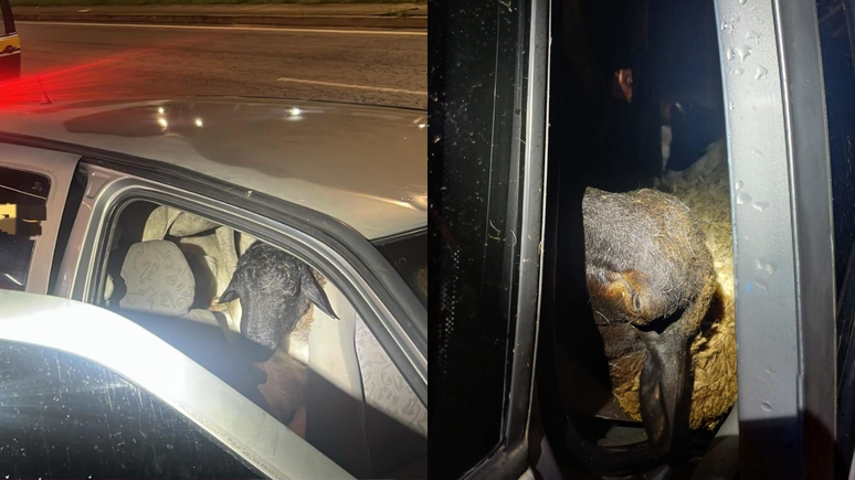 Pol&iacute;cia flagra carro abandonado com 18 bodes amontoados em Caruaru, PE