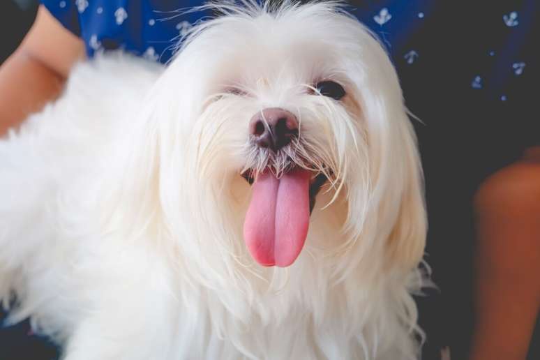 P&eacute;rola combina com cadelas d&oacute;ceis, carinhosas e que possuem apar&ecirc;ncia elegante 