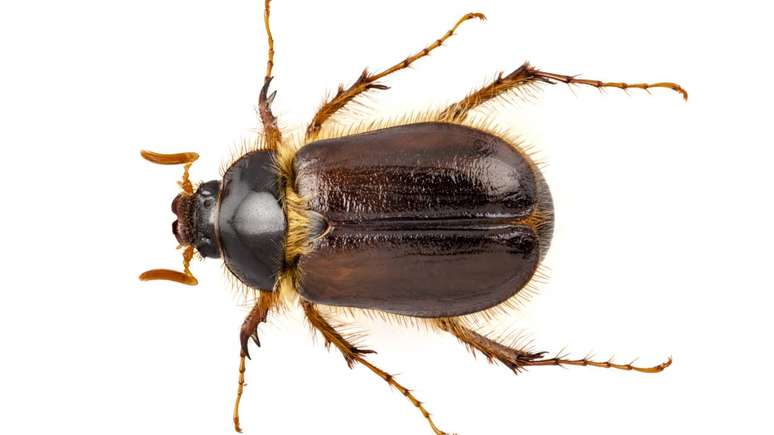 Muito comum na Am&eacute;rica do Norte, o besouro de junho pode incomodar humanos &mdash; mas &eacute; alimento importante para aves e outros animais &ndash; depositphotos.com / paulrommer