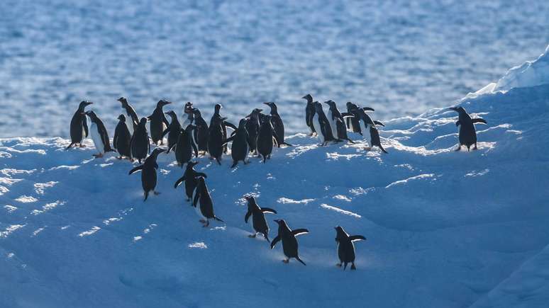F&ecirc;meas podem viver at&eacute; 20 anos, machos menos; sua for&ccedil;a e tamanho impressionam, mas o veneno &eacute; pouco perigoso para humanos &ndash; depositphotos.com / FOTO4440