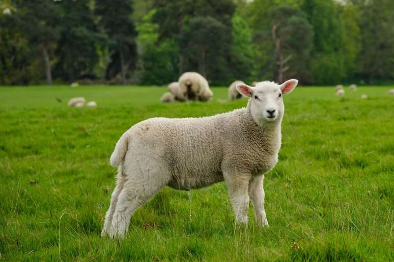 As ovelhas conseguem distinguir express&otilde;es faciais humanas 
