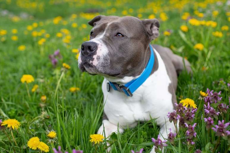 O staffordshire bull terrier&nbsp;&eacute; ativo, confiante e gosta de participar das atividades do lar 
