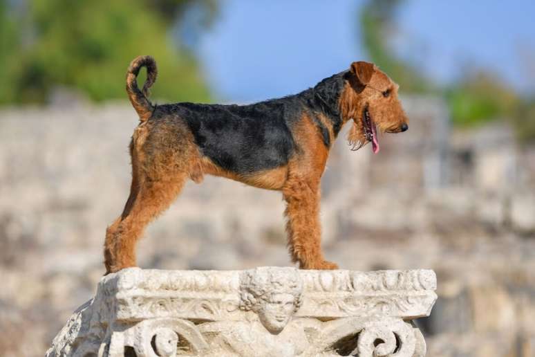 O airedale terrier&nbsp;&eacute; ativo e precisa de espa&ccedil;o para se exercitar 