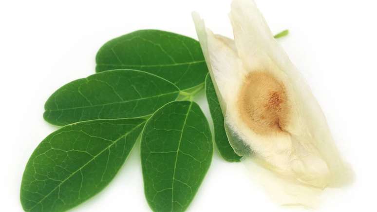 No Brasil, a moringa combina origem renov&aacute;vel e f&aacute;cil cultivo com potencial cient&iacute;fico, refor&ccedil;ando solu&ccedil;&otilde;es locais para &aacute;gua mais limpa e sustent&aacute;vel &ndash; depositphotos.com / bdspn74