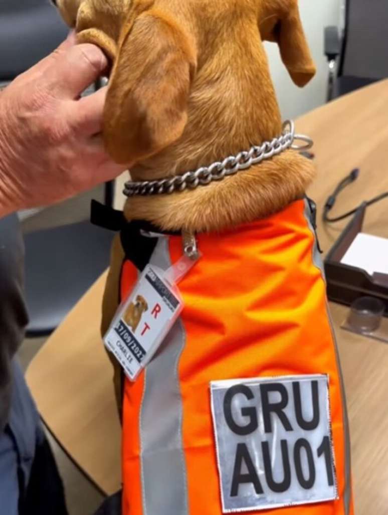 Cadela regatada no Aeroporto de Guarulhos ganhou crach&aacute; e colete