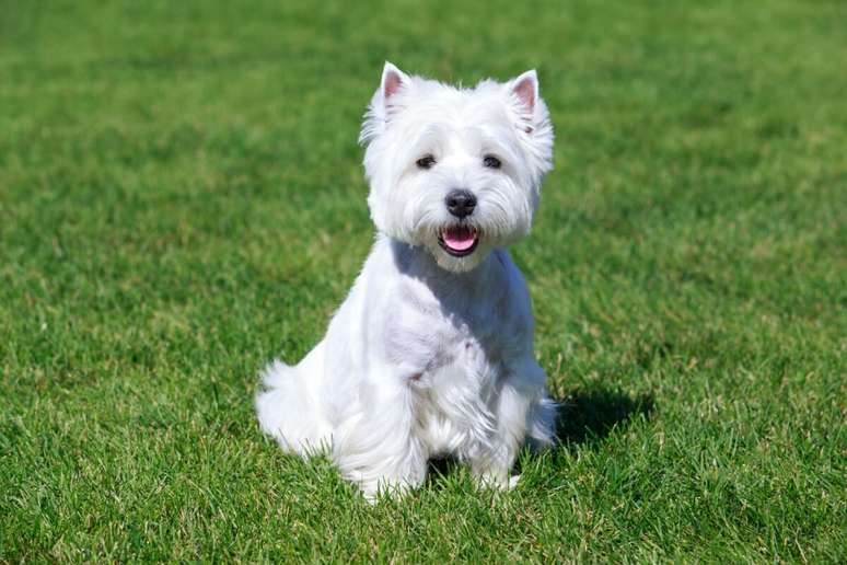 O west highland white terrier &eacute; alegre, curioso e autoconfiante 