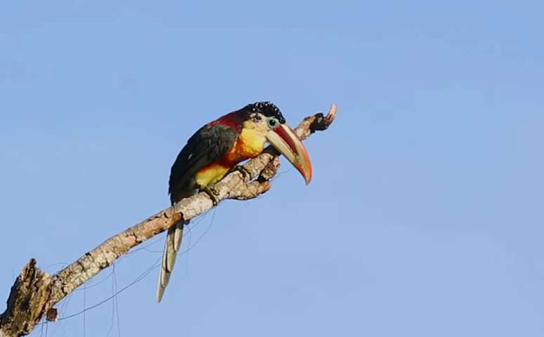 Entre os sons da Floresta Amaz&ocirc;nica, o ara&ccedil;ari-mulato espalha sementes e mant&eacute;m a floresta viva &ndash; Reprodu&ccedil;&atilde;o