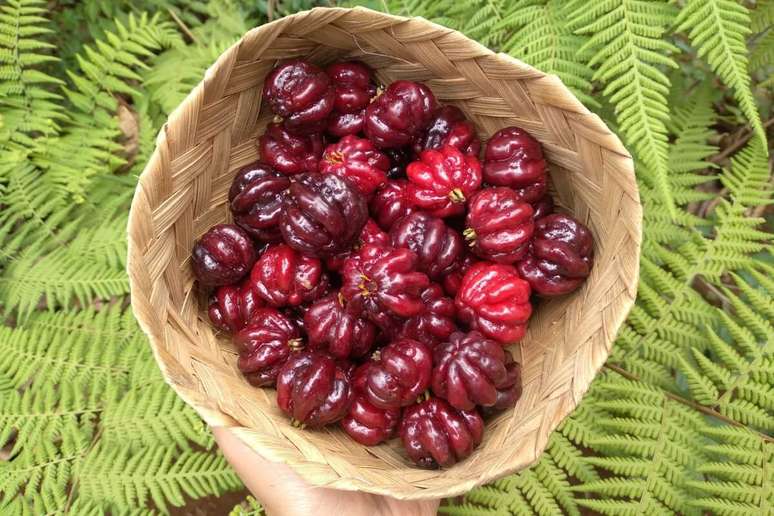 A pitanga &eacute; rica em vitamina A 