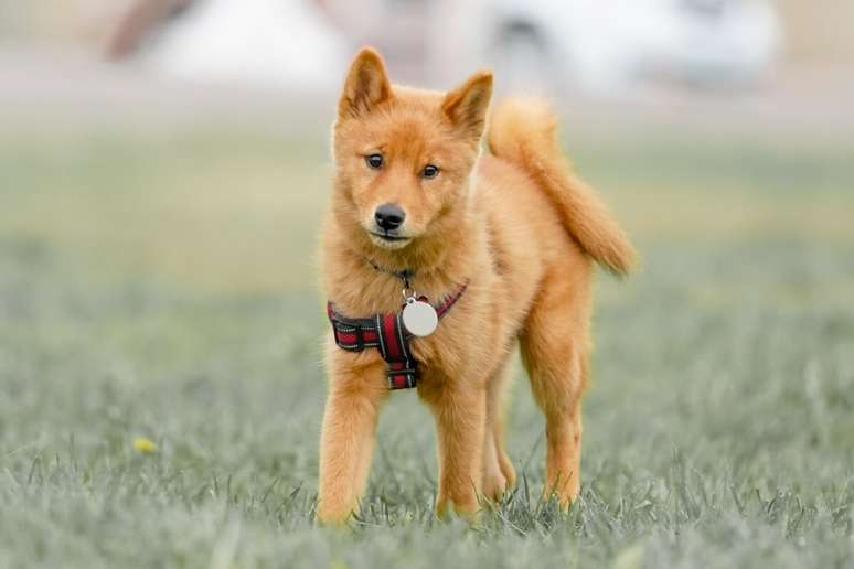 O spitz finland&ecirc;s &eacute; conhecido por seu comportamento ativo e expressivo 