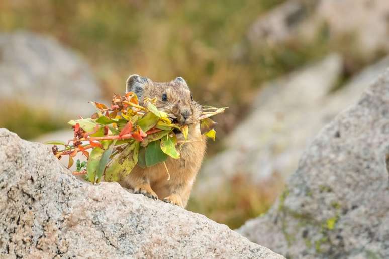 O pika costuma cortar plantas, folhas e flores e as deixa secando ao sol antes de armazen&aacute;-las 