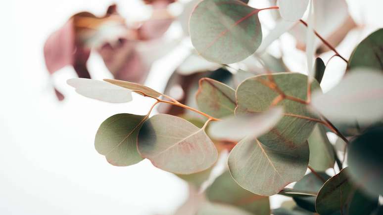 Eucalipto &ndash; depositphotos.com / AntonMatyukha
