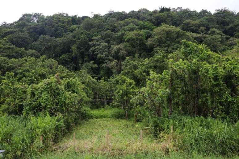 &Aacute;rea desmatada e demarcada nas proximidades da rodovia Rio-Santos, em Camburi, litoral norte de S&atilde;o Paulo