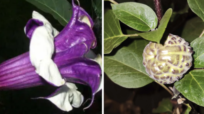 &Agrave; esquerda, a flor da trombeta roxa; &agrave; direita, o fruto da trombeta roxa