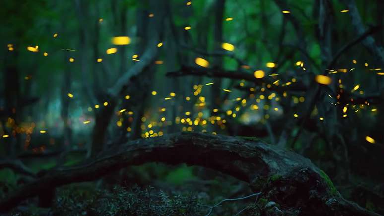 Al&eacute;m da reprodu&ccedil;&atilde;o, a bioluminesc&ecirc;ncia tem papel na defesa contra predadores. Muitas esp&eacute;cies de vagalumes produzem subst&acirc;ncias de sabor desagrad&aacute;vel ou potencialmente t&oacute;xicas, e a luz funciona como um sinal de advert&ecirc;ncia &ndash; depositphotos.com / Flaviya85