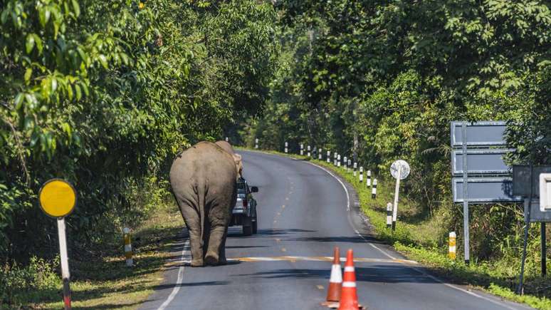 A vacina aplicada por dardos &agrave; dist&acirc;ncia impede a fecunda&ccedil;&atilde;o em elefantas, tornando-se uma estrat&eacute;gia de manejo populacional usada na conserva&ccedil;&atilde;o da esp&eacute;cie &ndash; depositphotos.com / chokniti