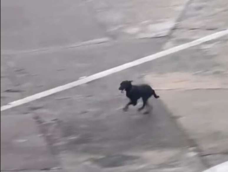 Cachorrinha foi capturada em seguran&ccedil;a; durante a 'fuga', atividades no aeroporto ficaram suspensas por nove minutos