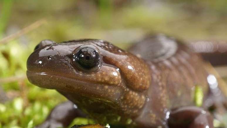Salamandras apresentam pele &uacute;mida, vivem pr&oacute;ximas &agrave; &aacute;gua e passam por fase larval aqu&aacute;tica &ndash; depositphotos.com / HeWall