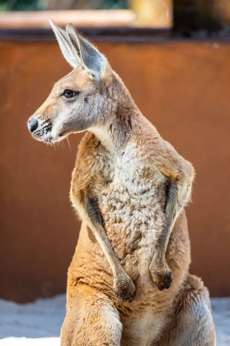 Chegada dos quatro cangurus faz parte do anivers&aacute;rio de 68 anos do Zool&oacute;gico, celebrandos em 16 de mar&ccedil;o.
