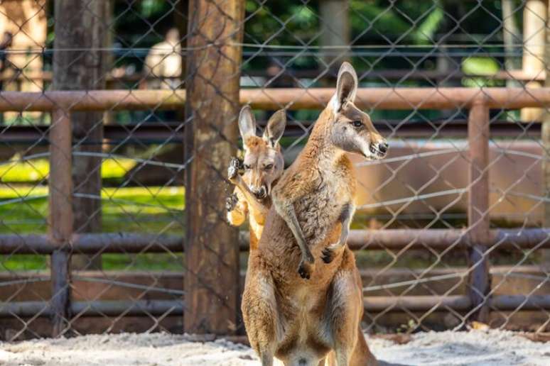 O canguru-vermelho &eacute; herb&iacute;voro, podendo chegar a 1,5 metro de altura e 92 quilos.
