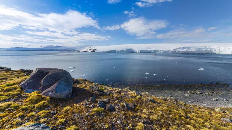 Capim-de-cabelo-ant&aacute;rtico-depositphotos.com / Shnurochek13