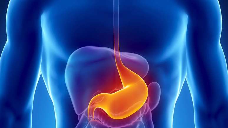 estomago &ndash; depositphotos.com/CLIPAREA