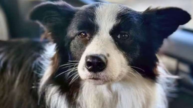 మూడు రోజుల నిర్బంధం తర్వాత కోపకబానాలో కారు నుండి కుక్క రక్షించబడింది మరియు యజమాని ఐదేళ్ల వరకు జైలు శిక్ష అనుభవించవచ్చు