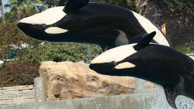 Apesar das diferen&ccedil;as, orcas e baleias compartilham diversas caracter&iacute;sticas t&iacute;picas dos cet&aacute;ceos &ndash; depositphotos.com / neilld