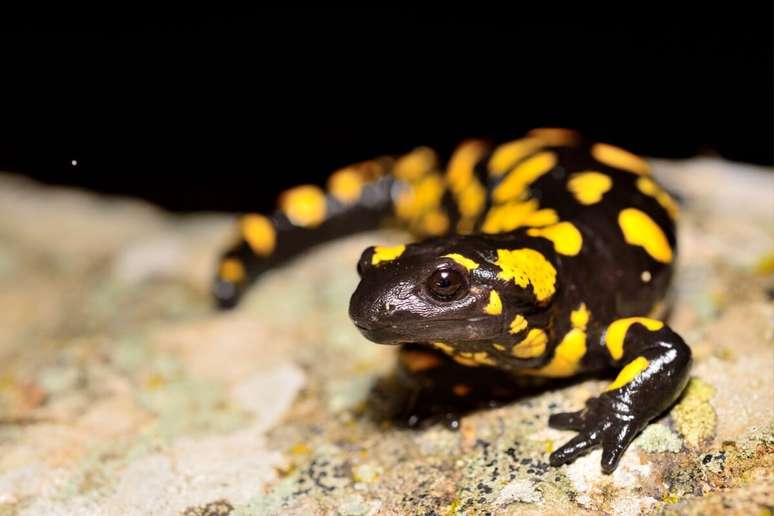 O&nbsp;Charmander&nbsp;possui forte inspira&ccedil;&atilde;o na salamandra, um anf&iacute;bio que lembra pequenos lagartos e vive em ambientes &uacute;midos 