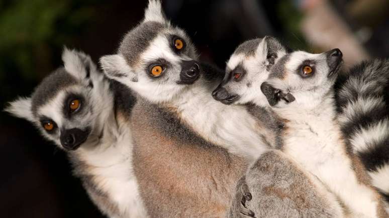 O comportamento &ldquo;doid&atilde;o&rdquo; observado em l&ecirc;mures pode surgir ap&oacute;s o contato com toxinas naturais de insetos, que alteram temporariamente neurotransmissores ligados ao movimento e &agrave; aten&ccedil;&atilde;o &ndash; depositphotos.com / leimaneagita