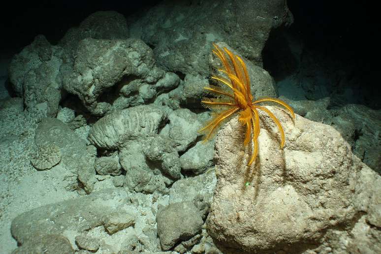 Recife antigo de Pickle Bank, nas ilhas Cayman