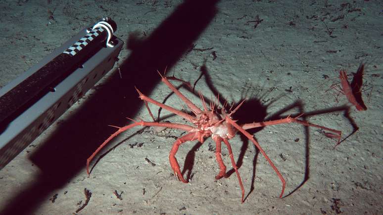 Os cientistas utilizaram equipamentos especializados para &aacute;guas profundas para estudar a biodiversidade no fundo do mar