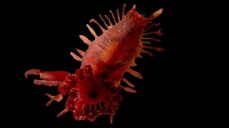 Os cientistas pensaram inicialmente que este pepino-do-mar fosse de uma esp&eacute;cie conhecida como a 'galinha-monstro-sem-cabe&ccedil;a', o que n&atilde;o &eacute; verdade