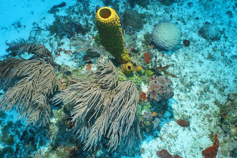 Coral em &aacute;guas pouco profundas de Pickle Bank, nas ilhas Cayman