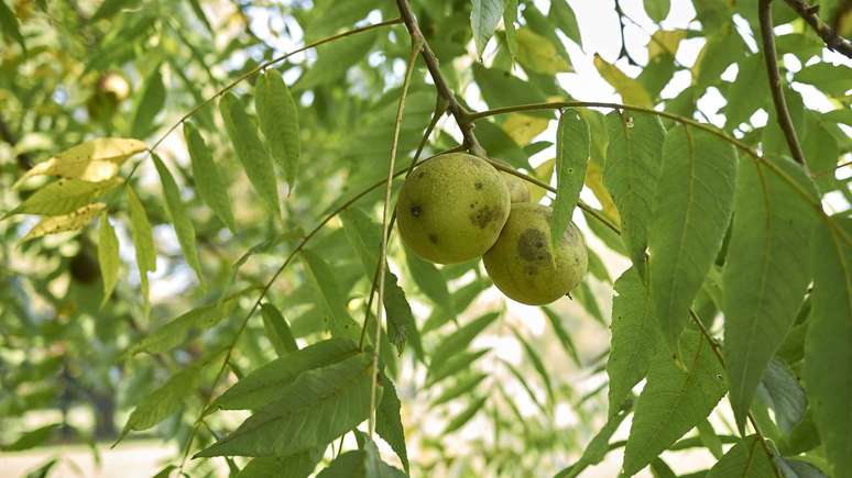 A alelopatia da nogueira-negra gera um efeito em cascata nas rela&ccedil;&otilde;es entre plantas, solo e micro-organismos &ndash; depositphotos.com / simonapavan