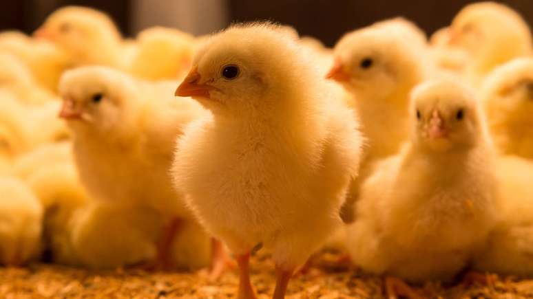 Pintinhos &ndash; depositphotos.com / SashaKhalabuzar