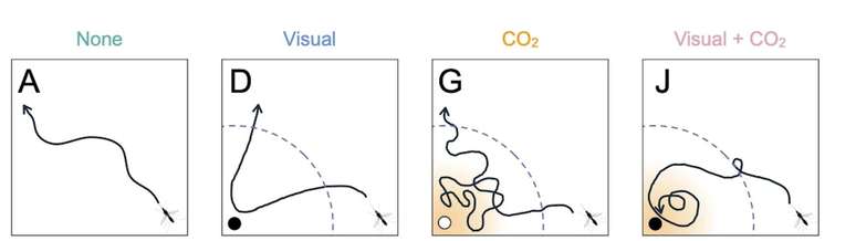 4 pain&eacute;is mostrando a trajet&oacute;ria de um mosquito na aus&ecirc;ncia de alvo, com alvo visual, alvo de CO₂ ou ambos.
