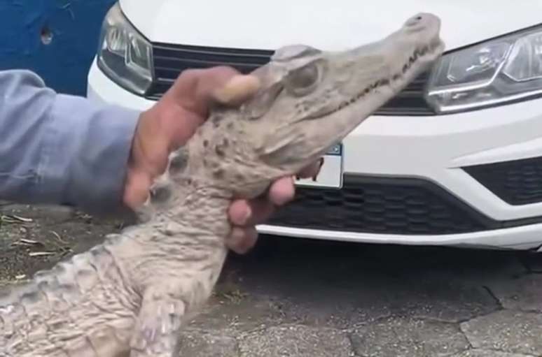 Jacar&eacute; no meio do treino do Nacional-AM &ndash;