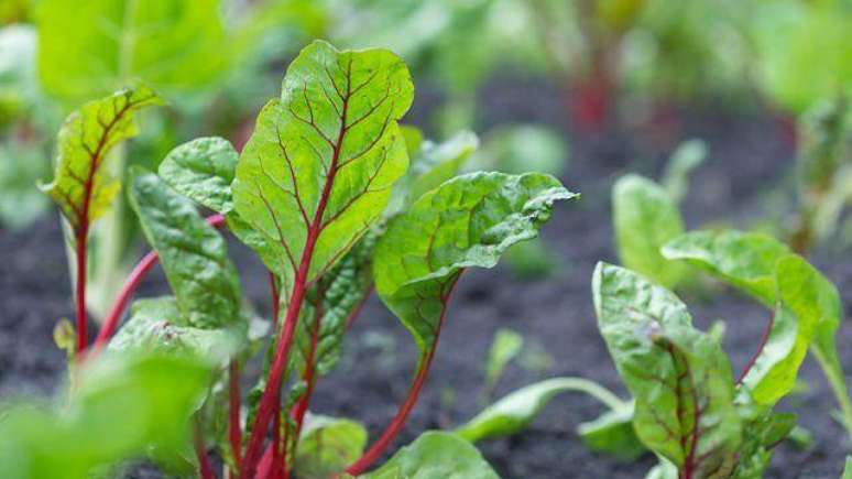 A acelga vermelha ajuda a reduzir a press&atilde;o arterial, melhora a circula&ccedil;&atilde;o e cura o revestimento dos vasos sangu&iacute;neos, segundo especialistas